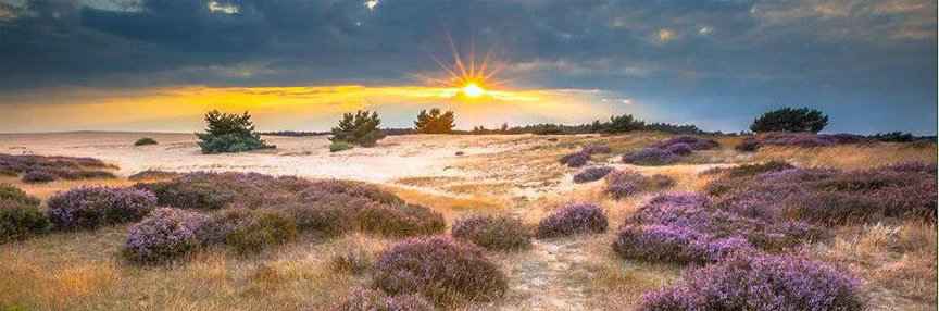 Heide foto AI