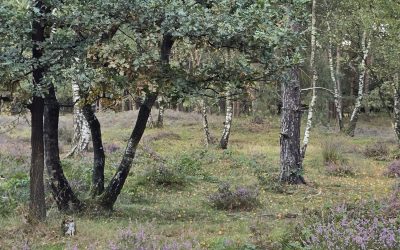 Verslag autospeurtocht Veluwe 11 oktober 2025